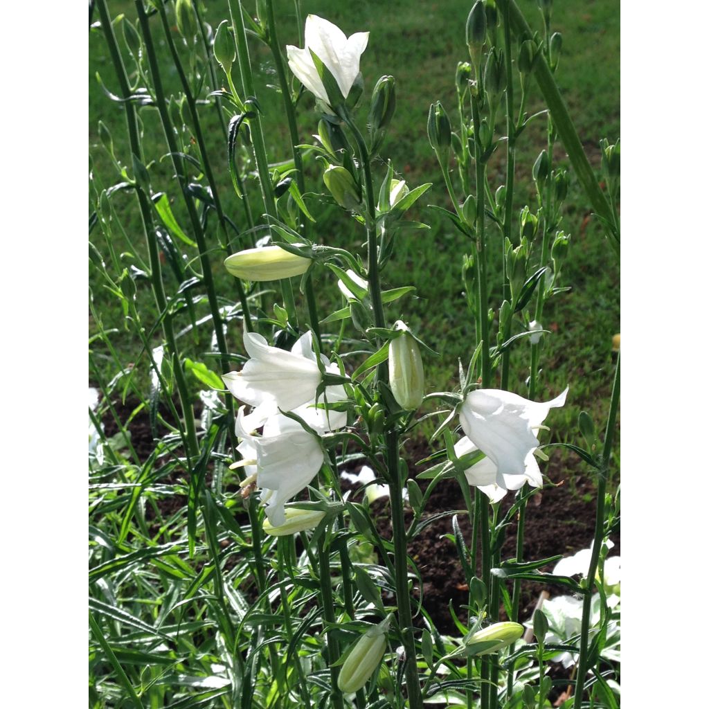 Campanula persicifolia Alba