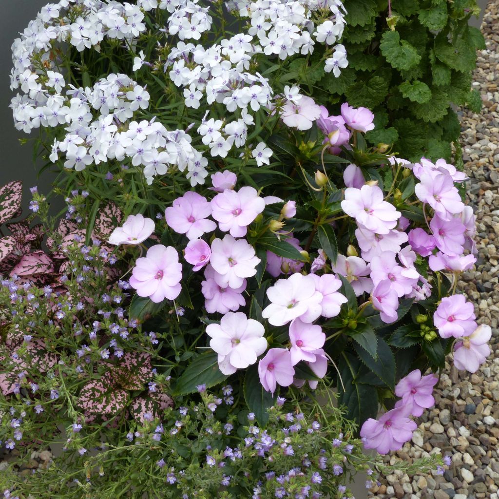 Impatiens Sunpatiens Compact Orchid Blush - Busy Lizzie