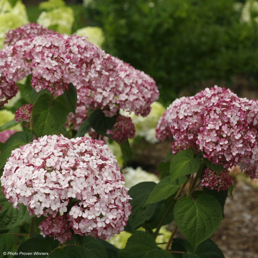 Hydrangea arborescens Sweet Annabelle