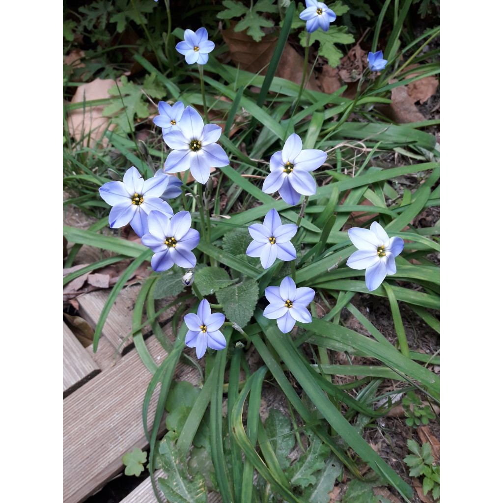 Ipheion uniflorum Rolf Fiedler