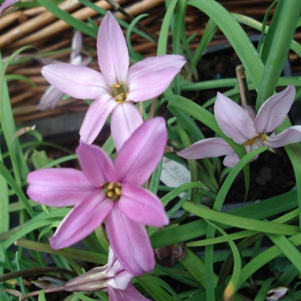 Ipheion Uniflorum Charlotte Bishop