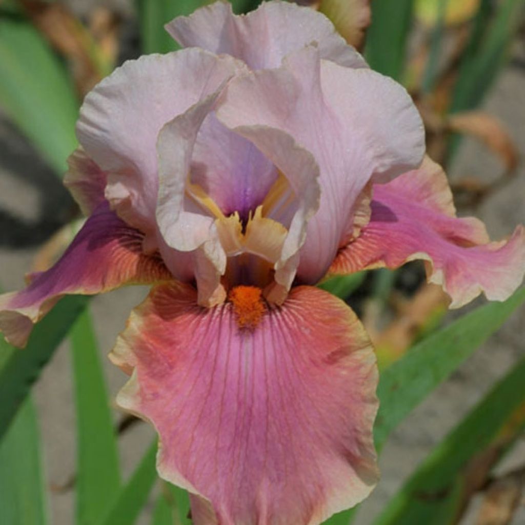 Iris germanica Cameo Wine - Bearded Iris