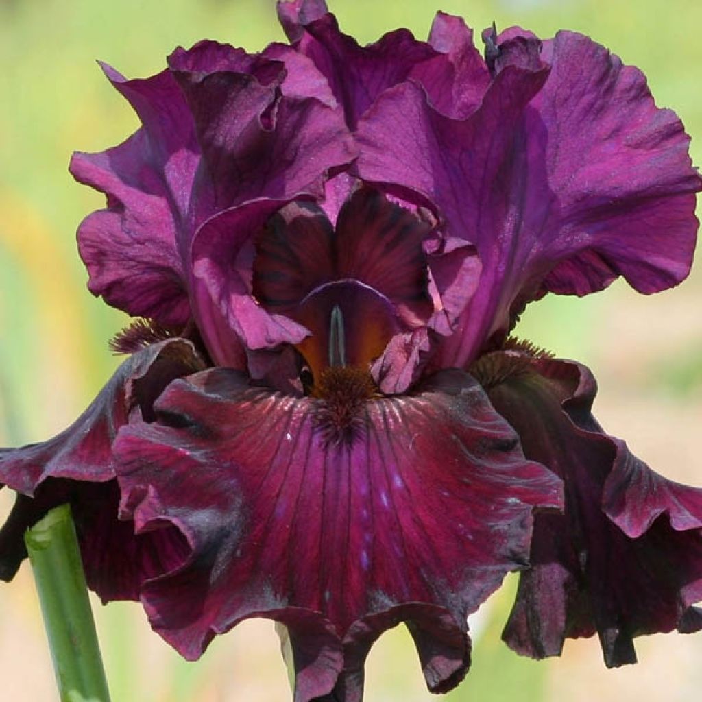 Iris Raspberry Wine