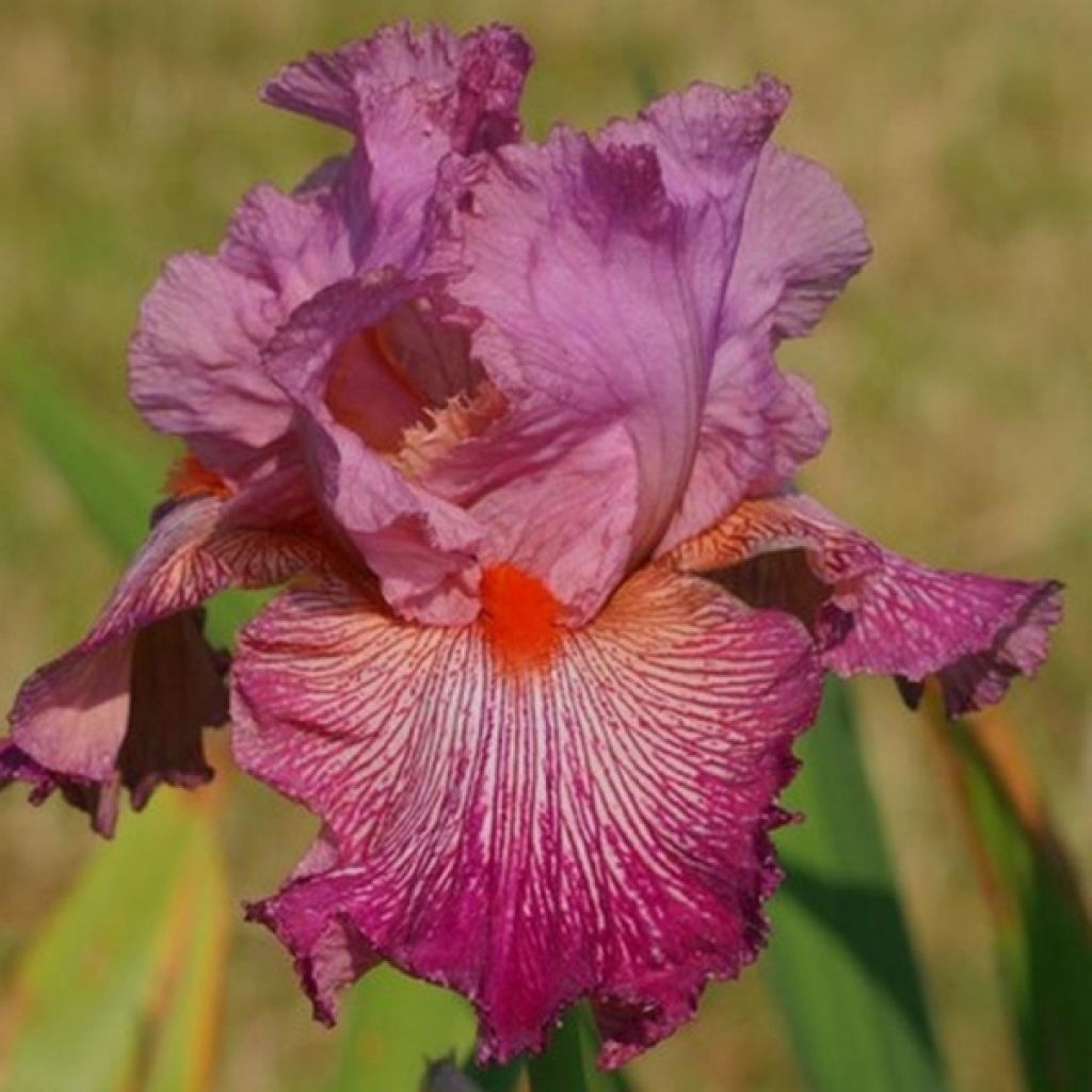 Iris germanica Anything Goes