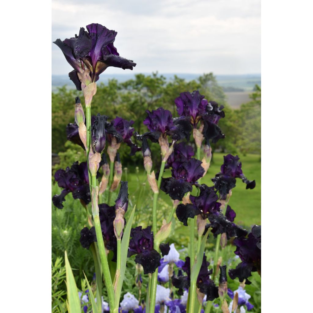 Bearded Iris Superstition