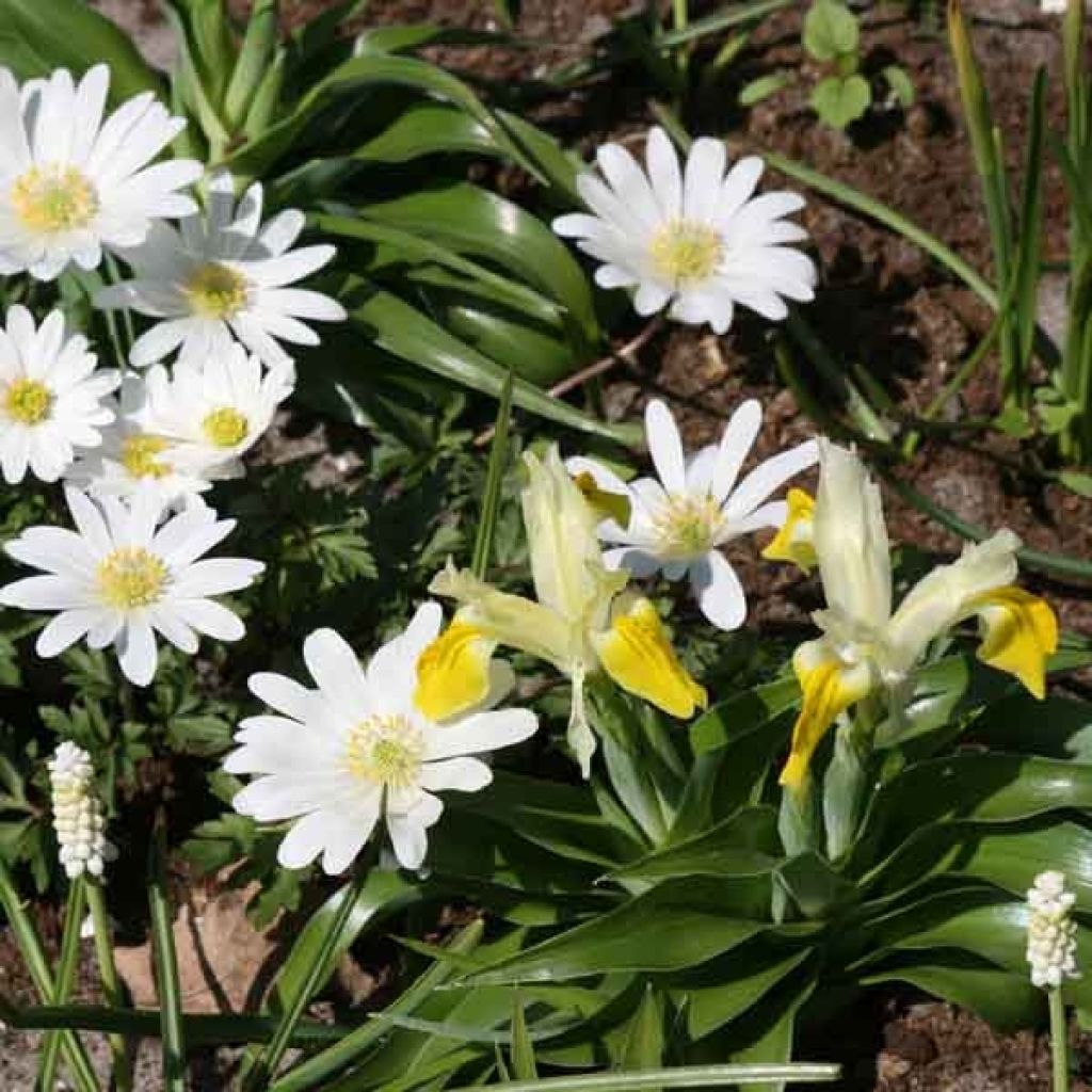Iris bucharica