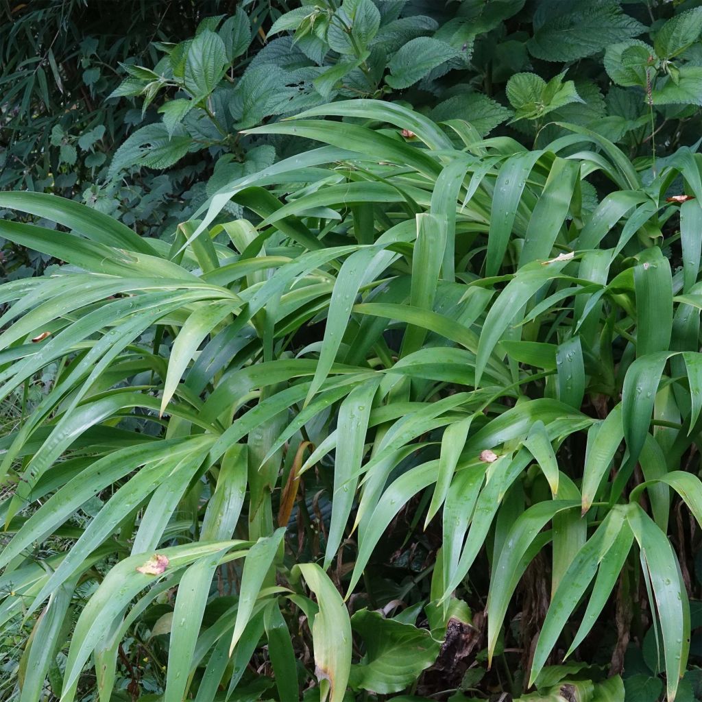 Iris confusa Martyn Rix