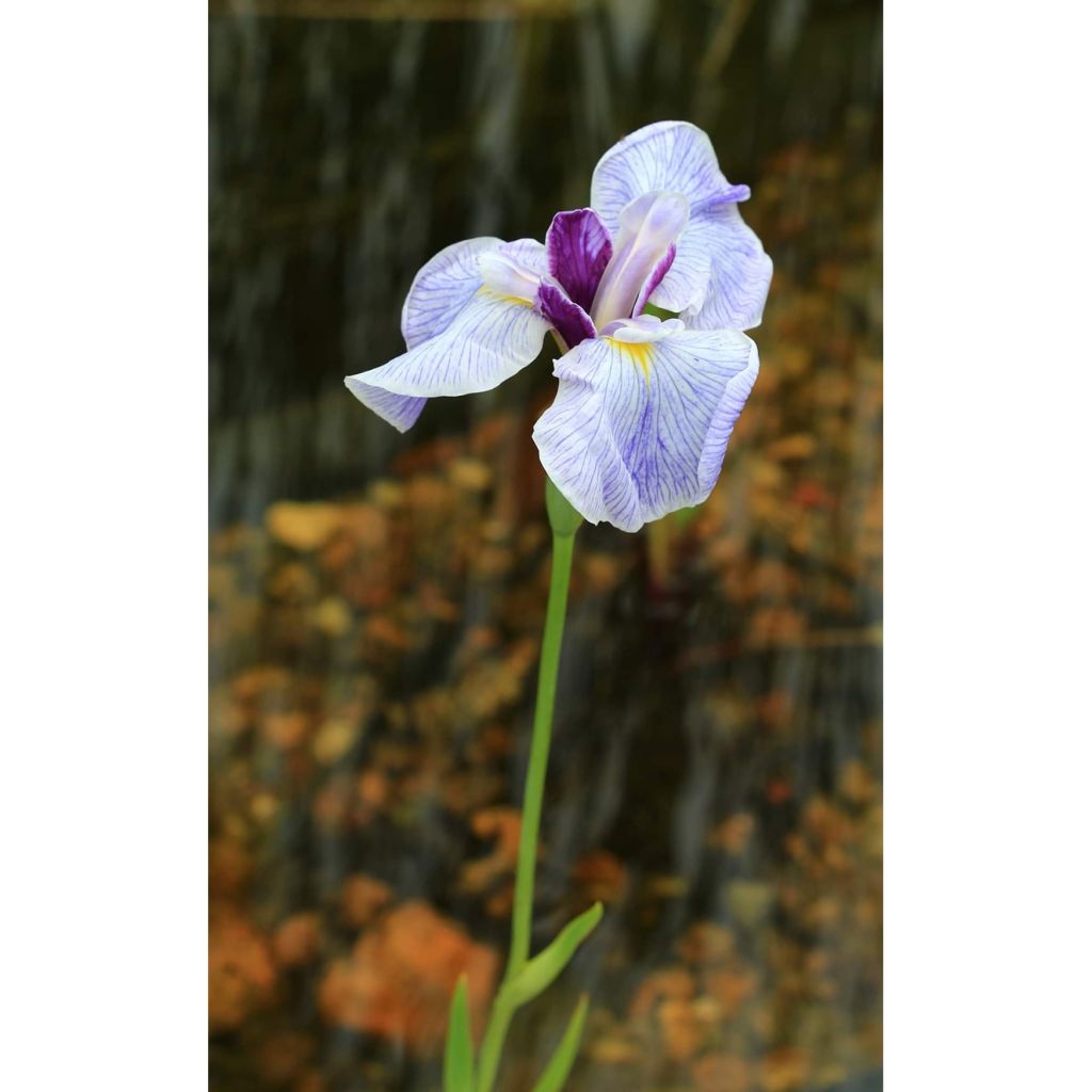 Iris ensata Caprician Butterfly - Japanese Water Iris