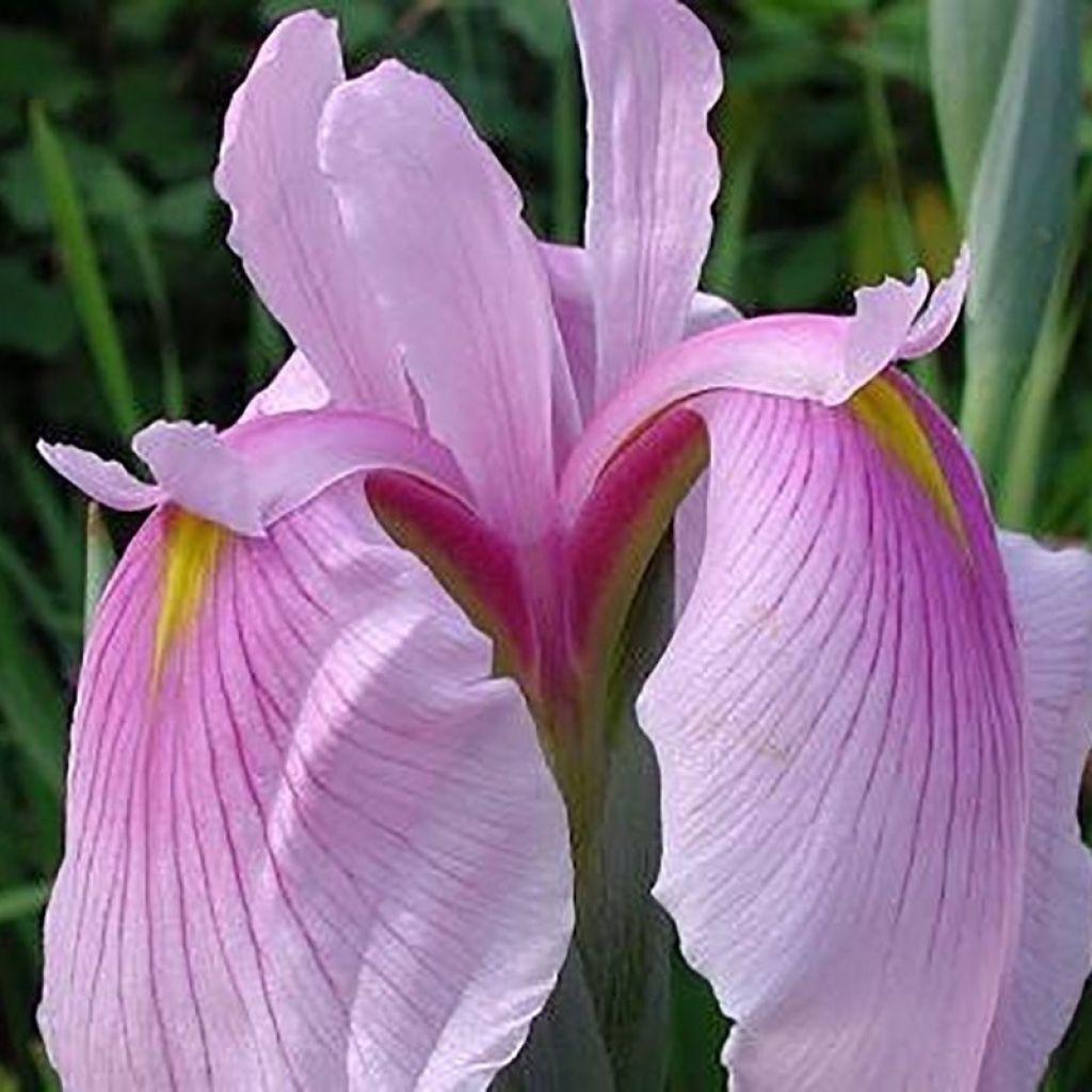 Iris ensata Rose Queen - Japanese Water Iris