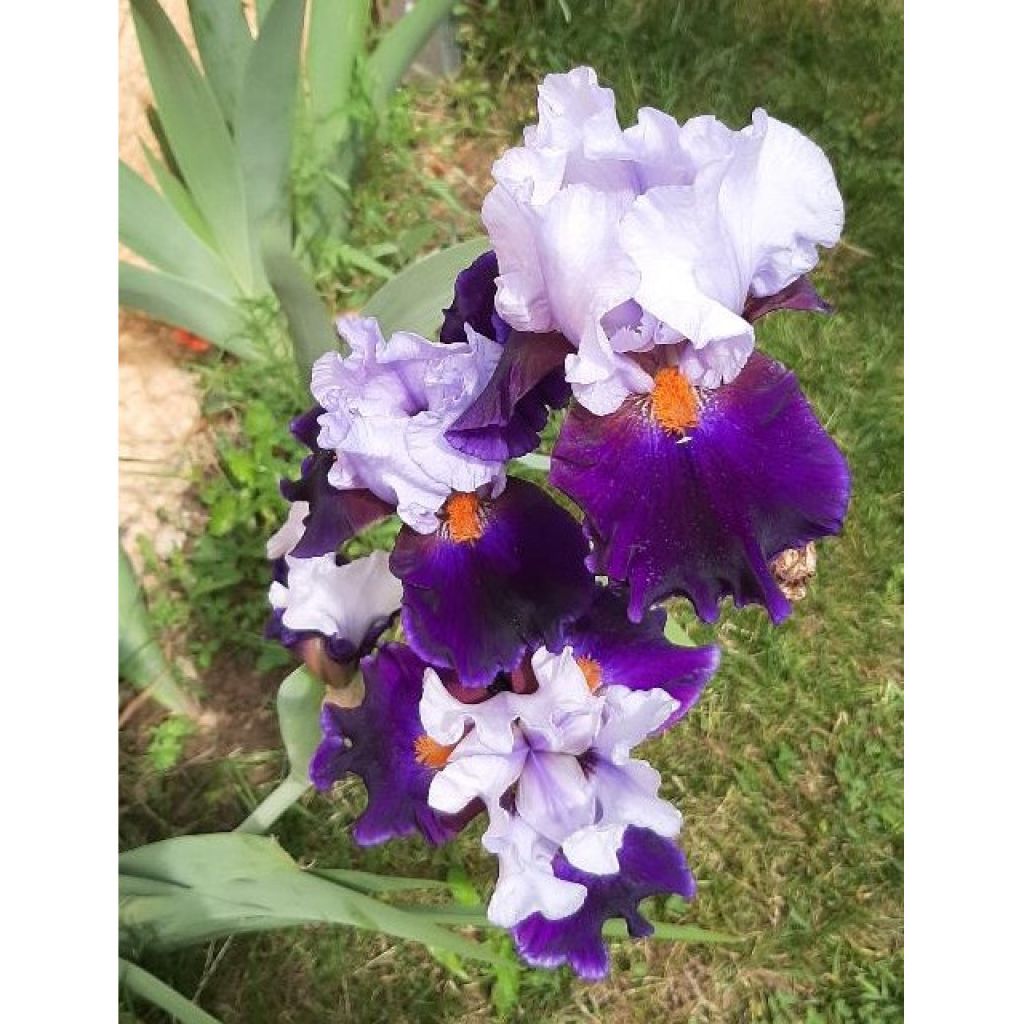 Iris germanica Chelsea Bleu - Bearded Iris