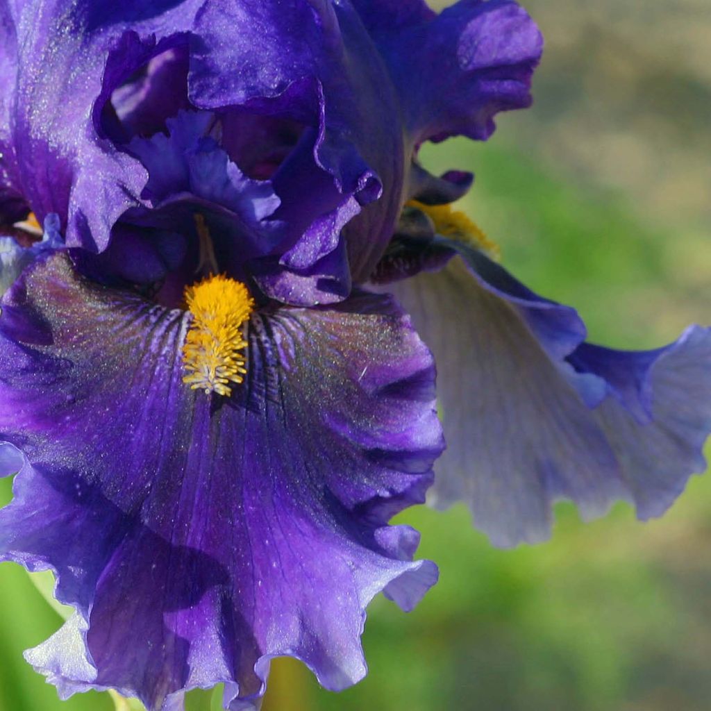 Iris germanica Deep Dark Secret