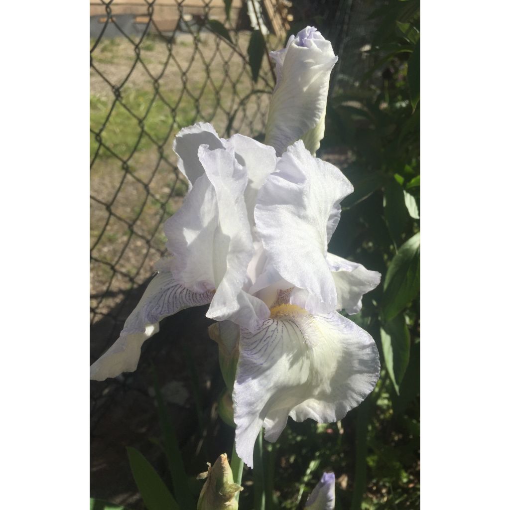 Iris germanica English Cottage - Bearded Iris