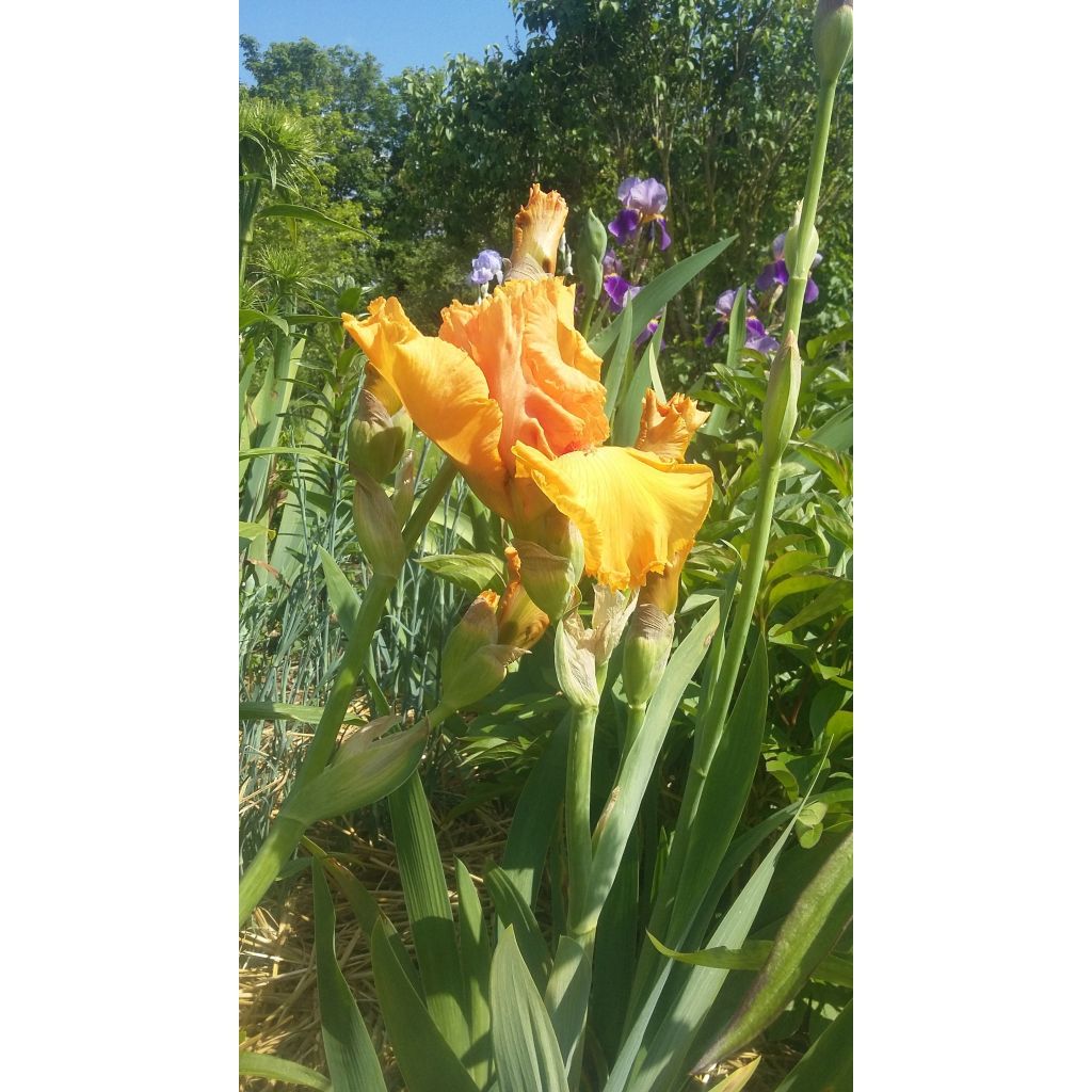 Iris germanica Good Show - Bearded Iris