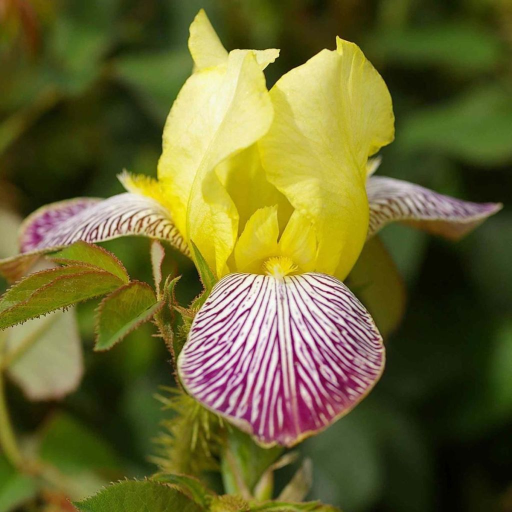 Iris germanica Gracchus