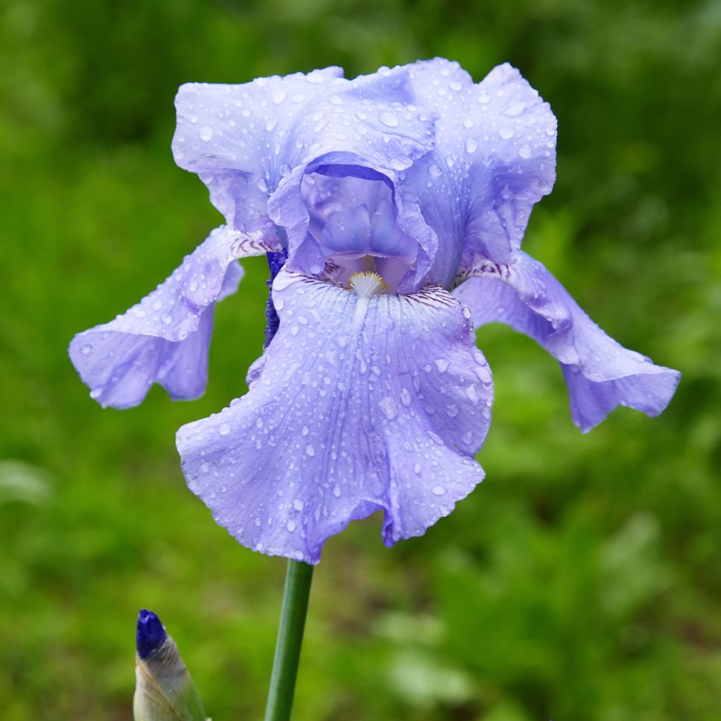 Iris germanica Harbor Blue - Bearded Iris