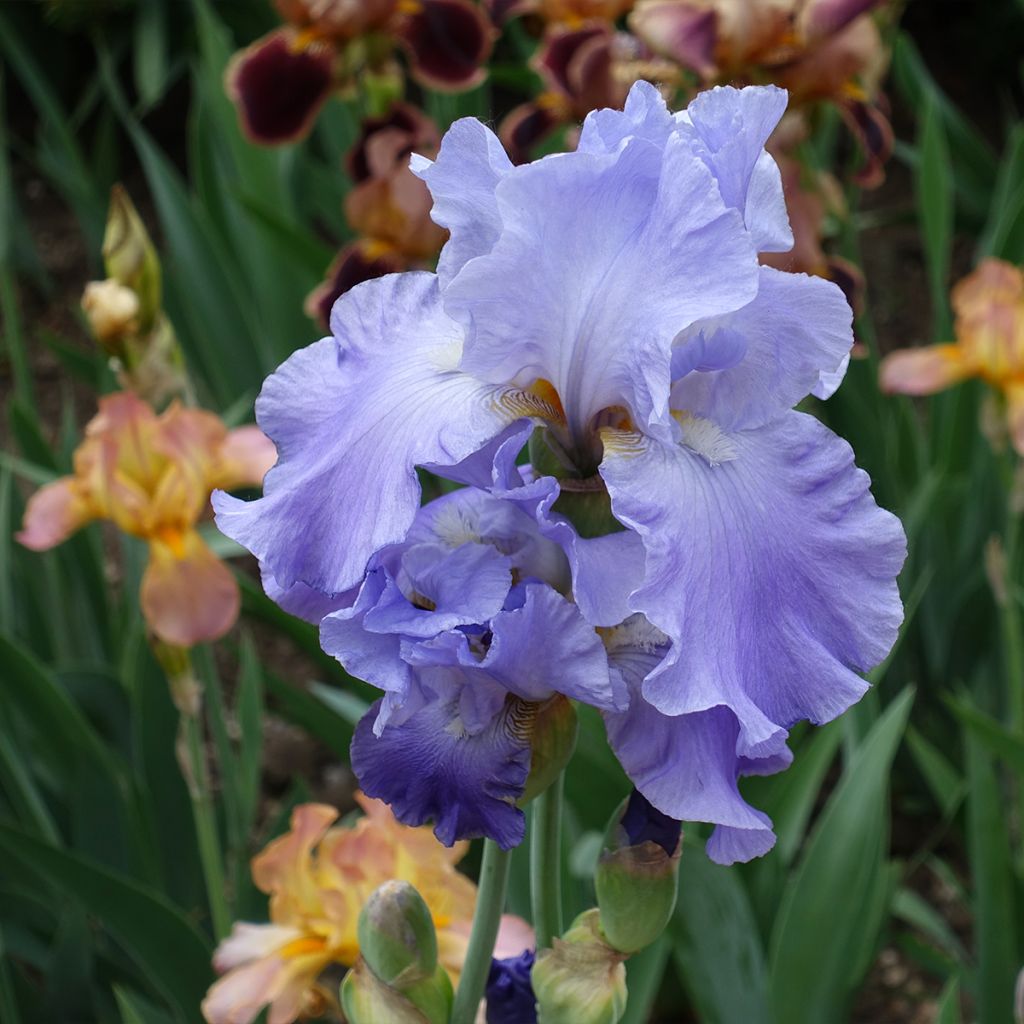 Iris germanica Harbor Blue - Bearded Iris