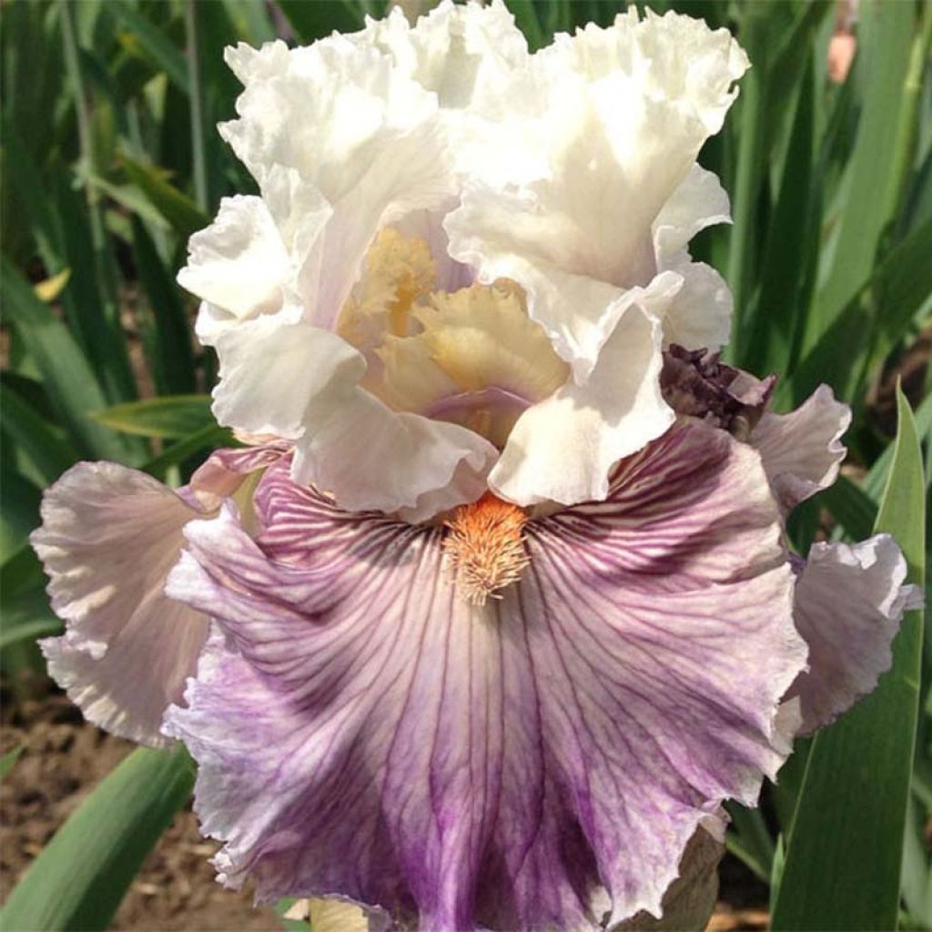 Iris germanica Juicy Rumours