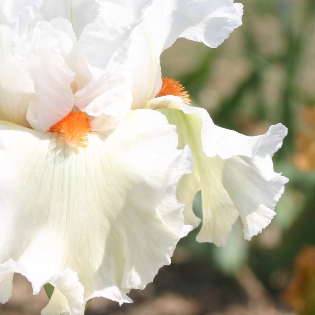 Iris germanica Lark Ascending - Bearded Iris