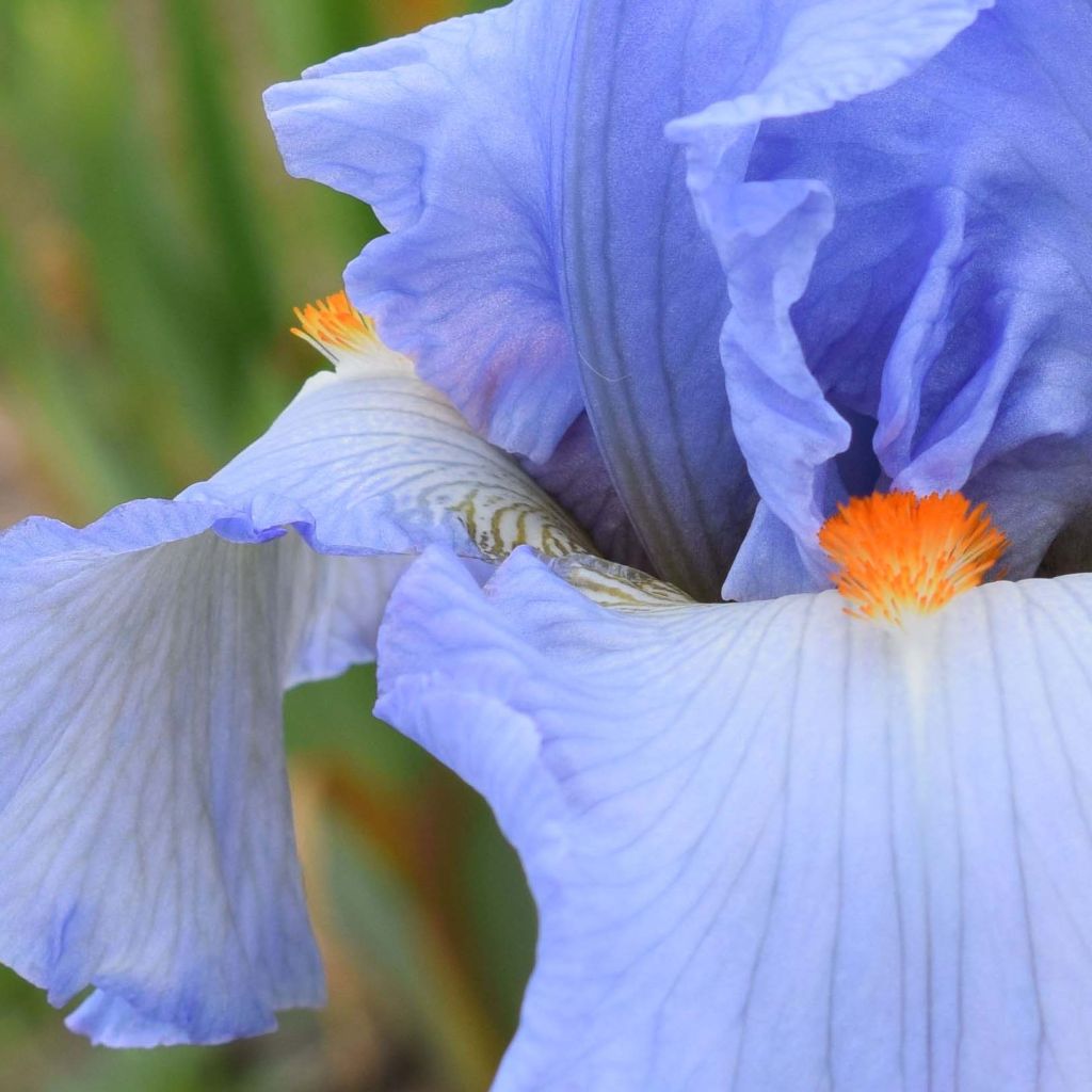 Iris Princesse Caroline de Monaco - Tall Bearded Iris