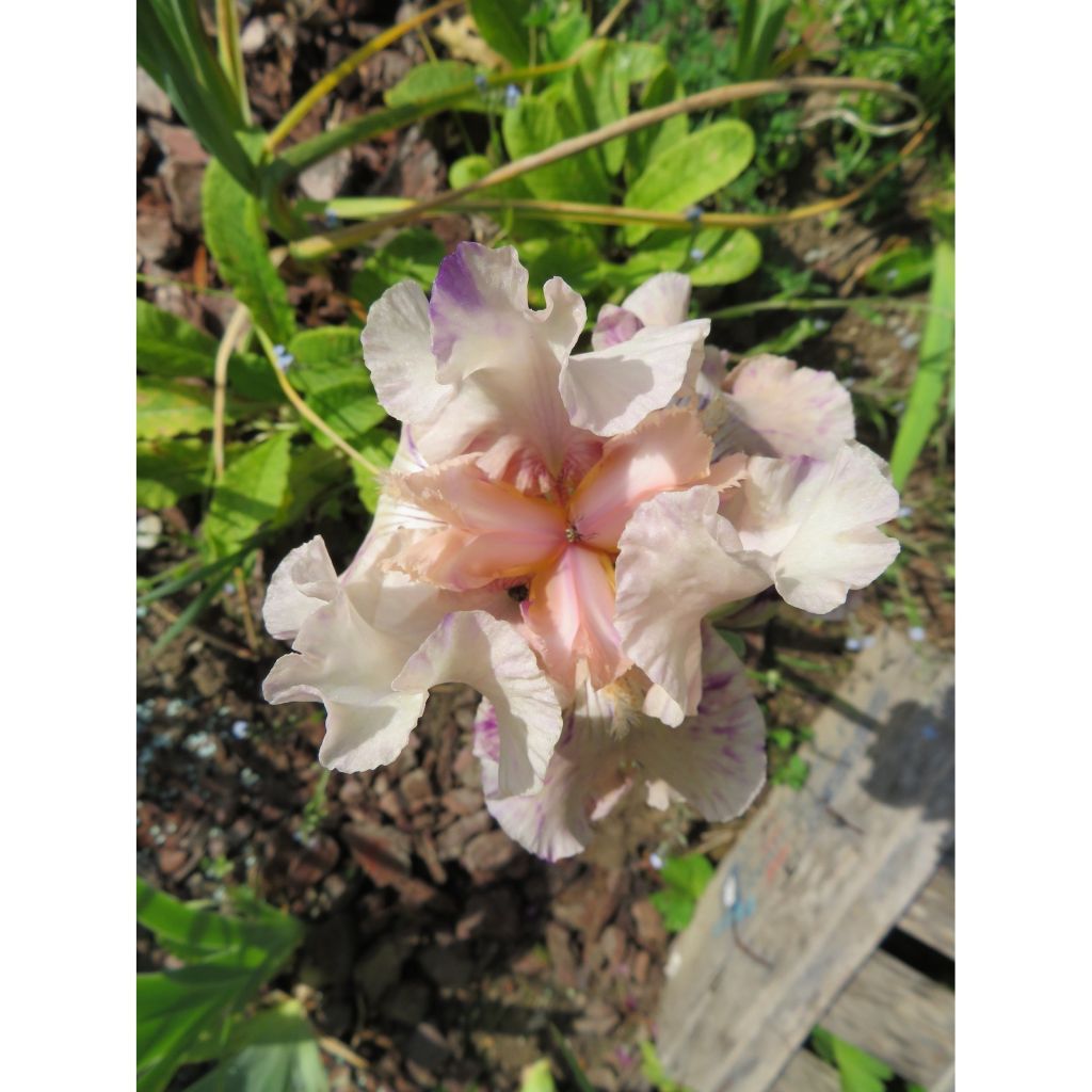 Iris Raspberry Silk - Border Bearded Iris