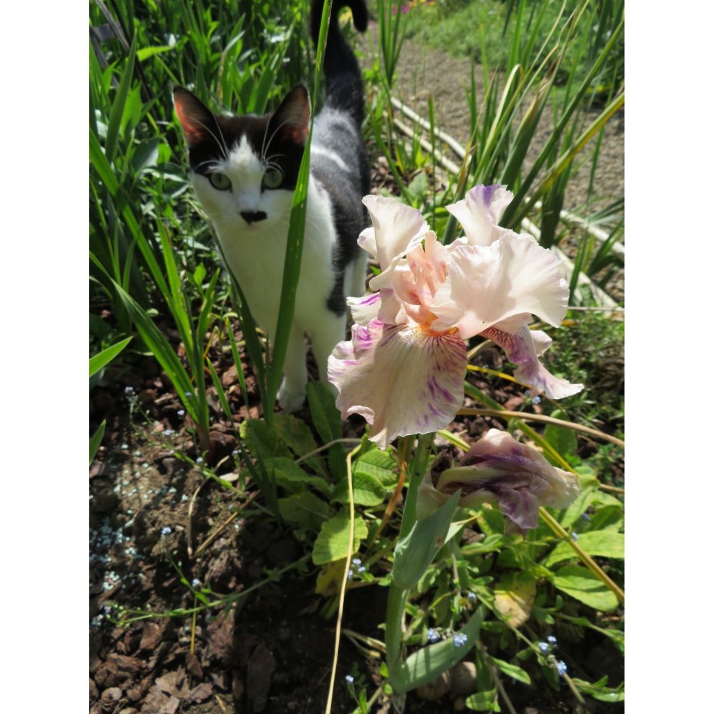 Iris Raspberry Silk - Border Bearded Iris