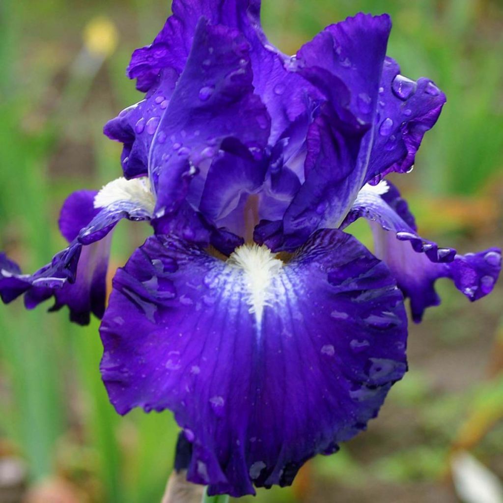 Iris Spot - Bearded Iris