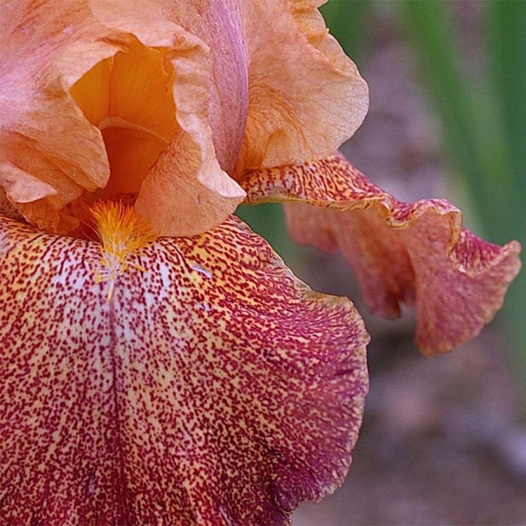 Iris Tanzanian Tangerine - Tall Bearded Iris