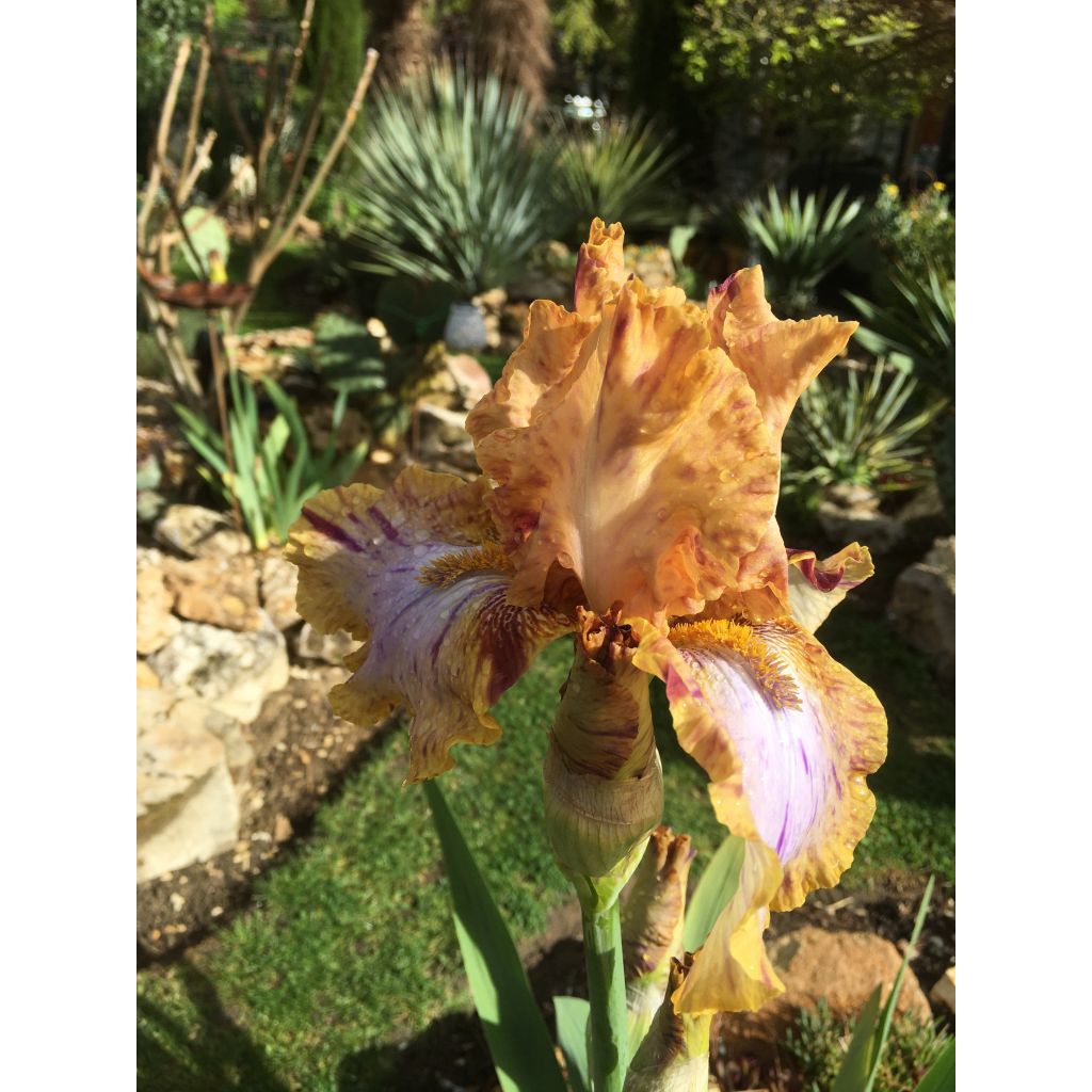 Iris Toucan Tango - Tall Bearded Iris