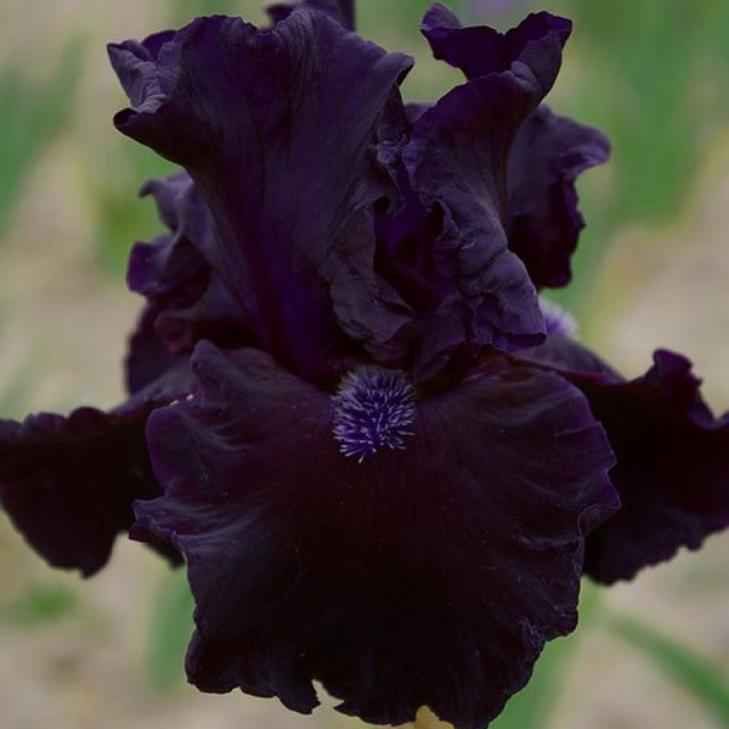 Iris germanica Obsidian