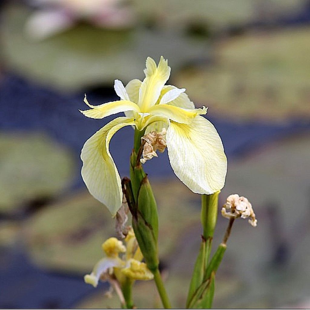 Iris pseudacorus Crème de la Crème - Iris des marais