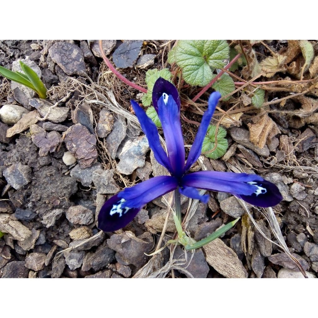 Iris reticulata Blue Note - Netted iris