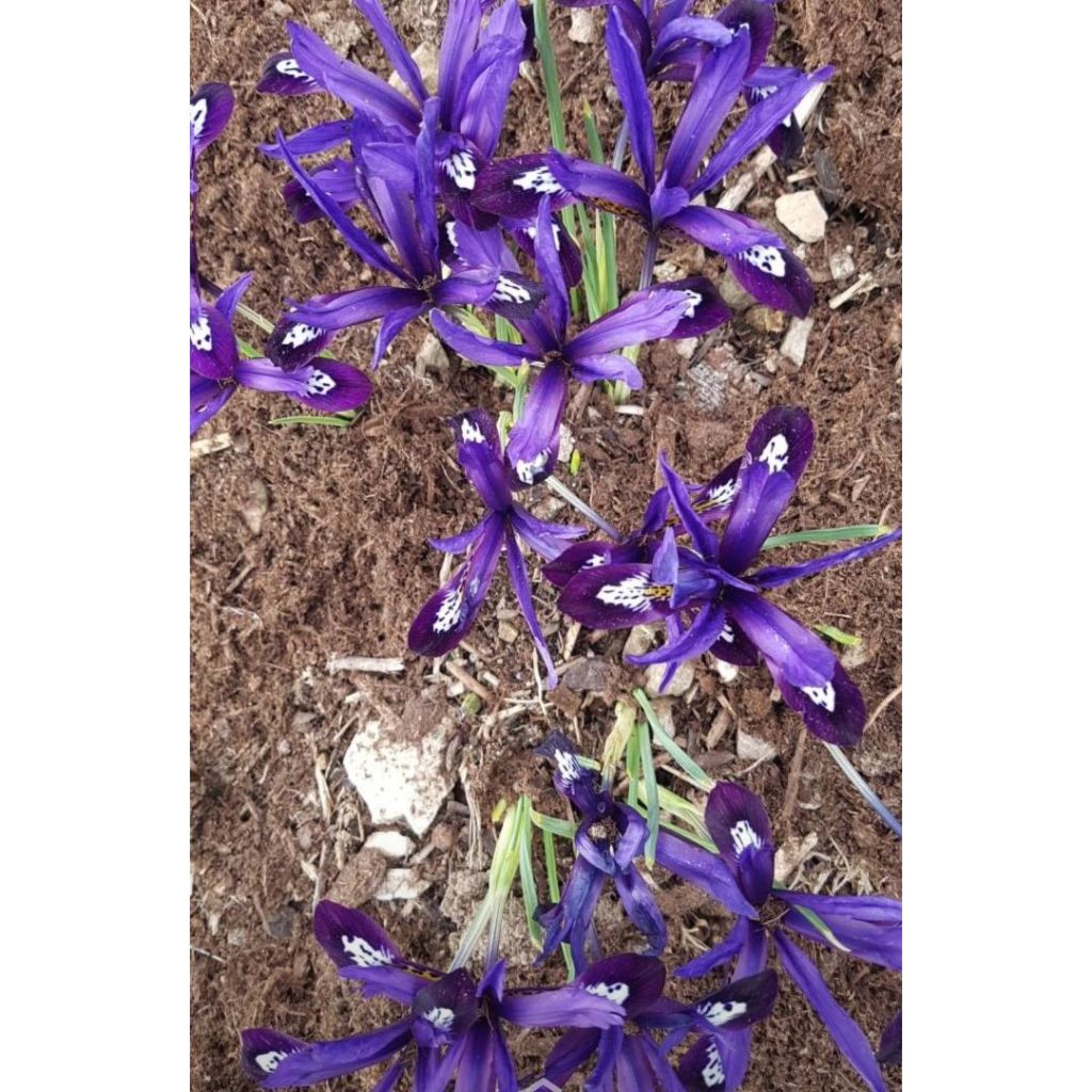 Iris reticulata Dijt