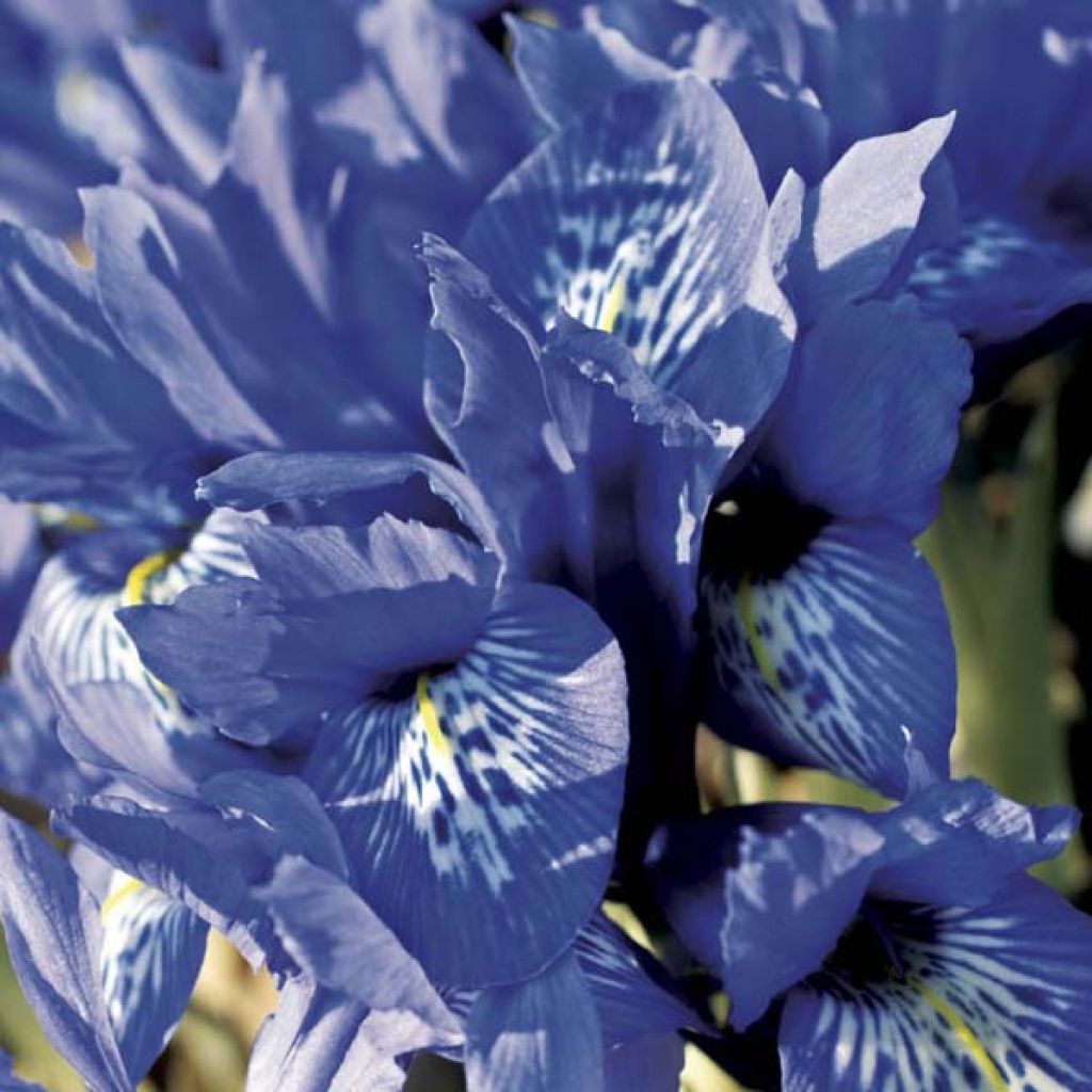 Iris reticulata Harmony