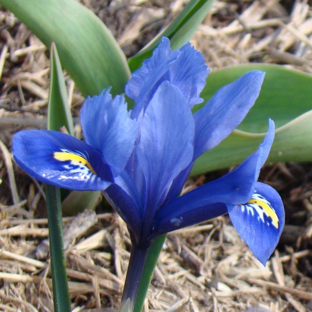 Iris reticulata Harmony