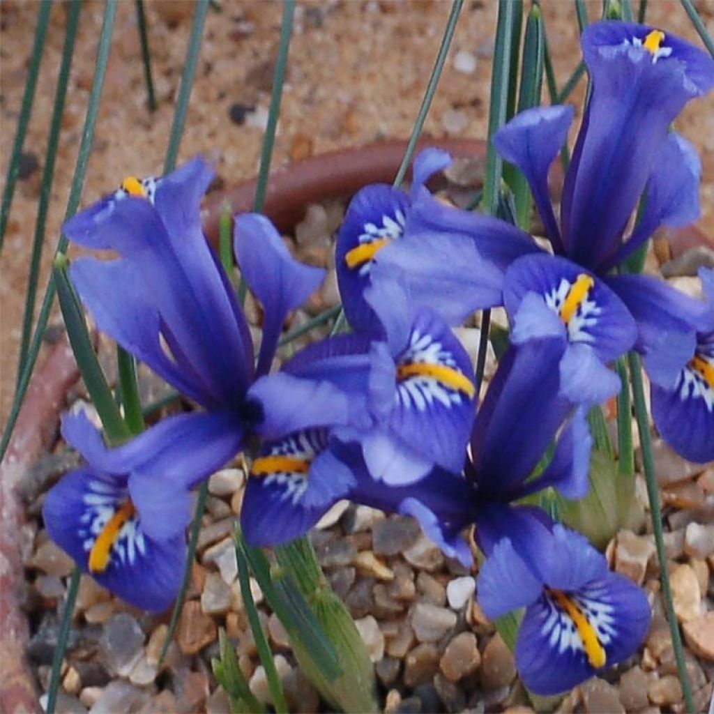 Iris reticulata Harmony