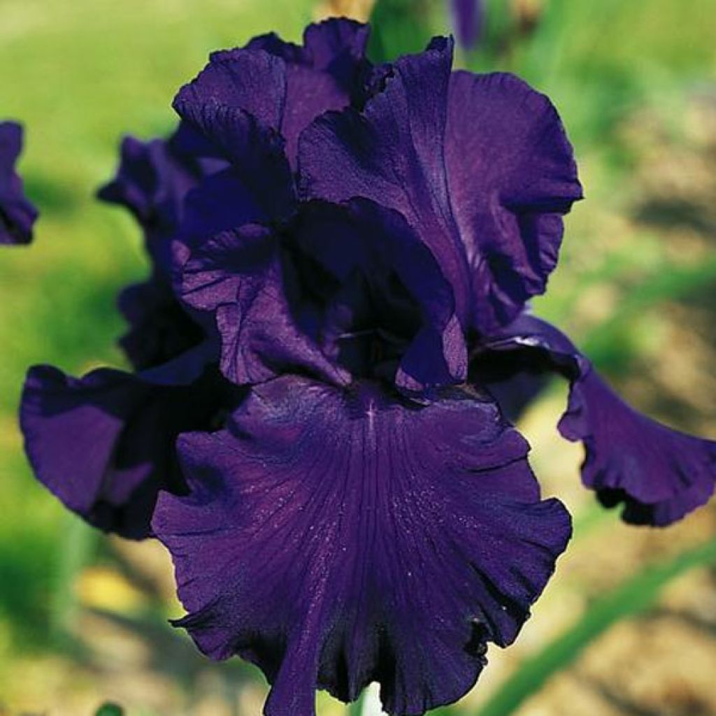 Iris germanica Royal Intrigue