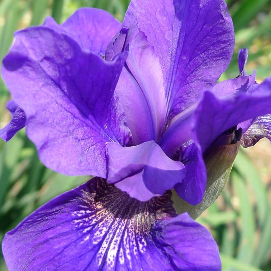 Iris sibirica Ruffled Velvet - Siberian Iris