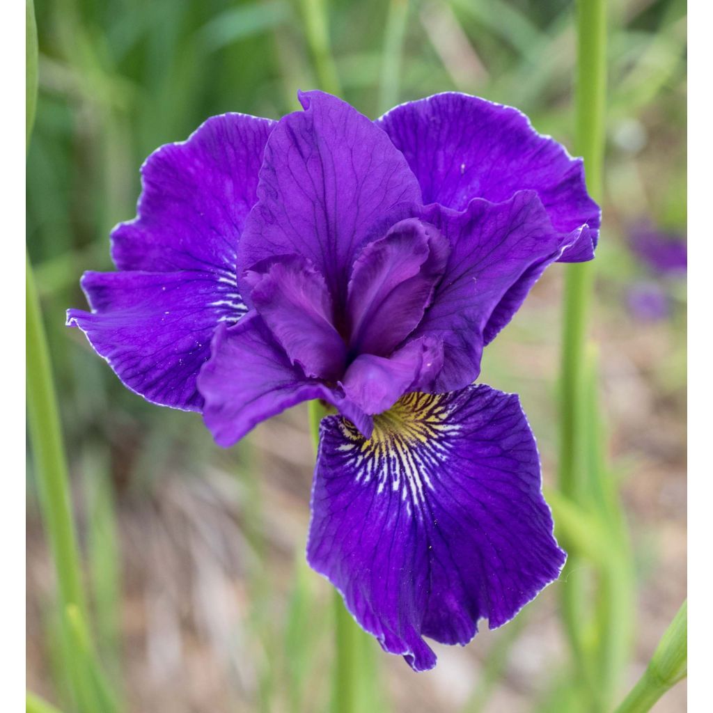 Iris sibirica Ruffled Velvet - Siberian Iris