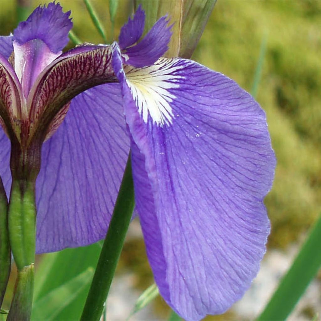 Iris setosa