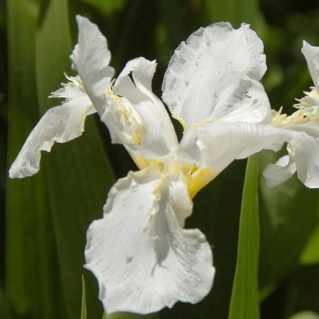 Iris sibirica Snow Queen - Siberian Iris