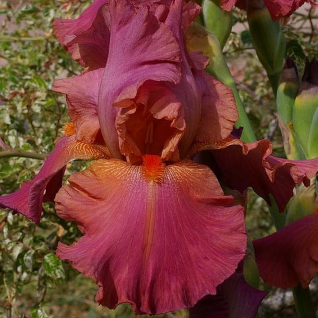 Iris germanica Sorbet Fraise