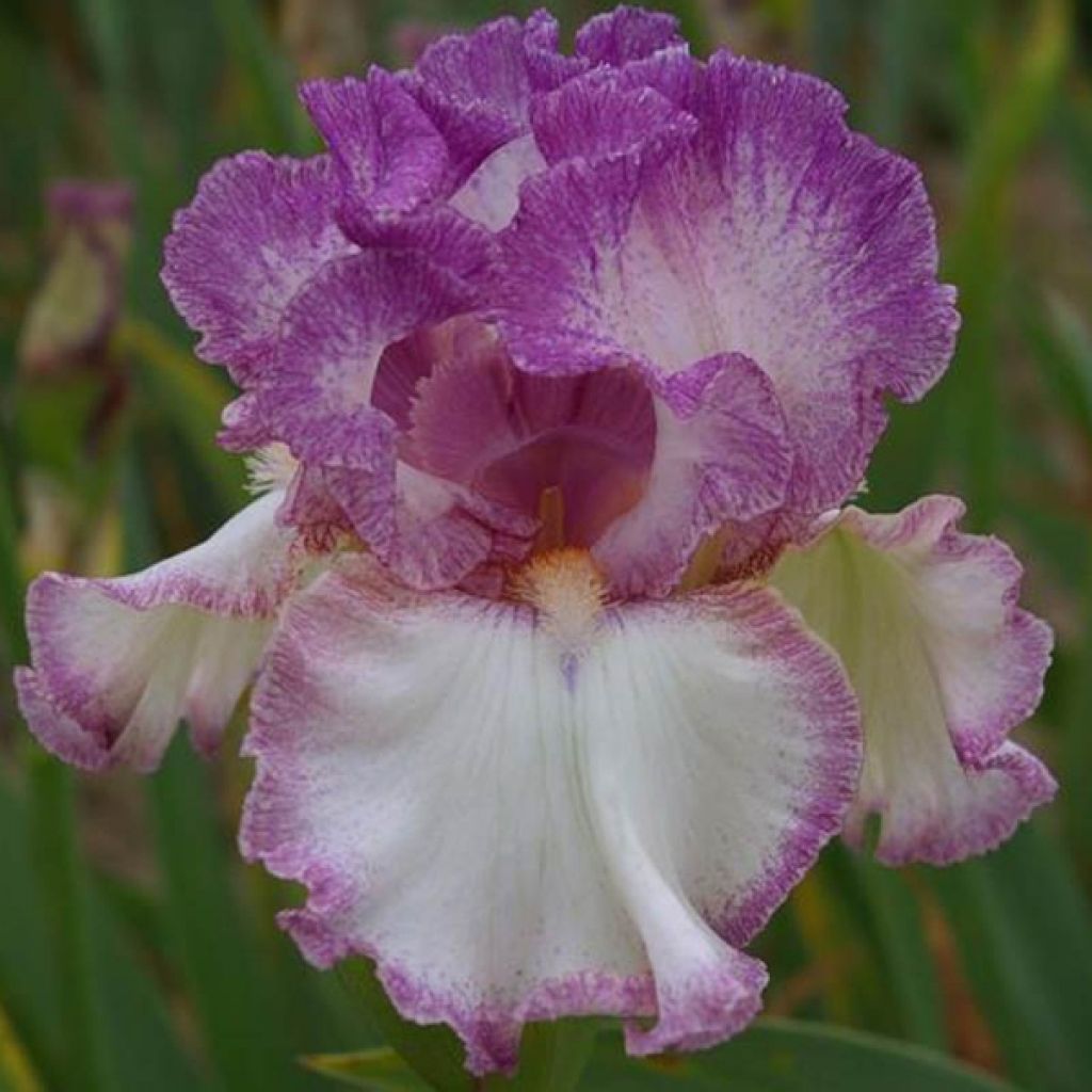 Iris Striking