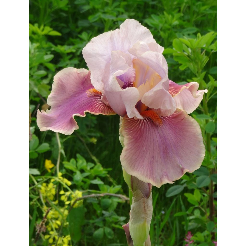 Iris germanica Cameo Wine - Bearded Iris