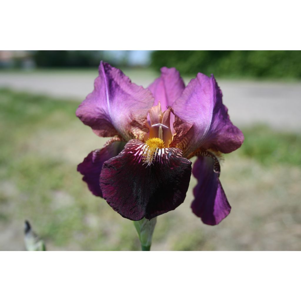 Iris germanica Fiery Temper