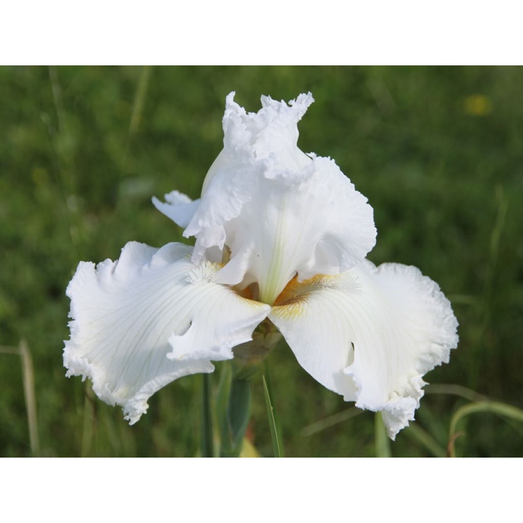 Iris Laced Cotton