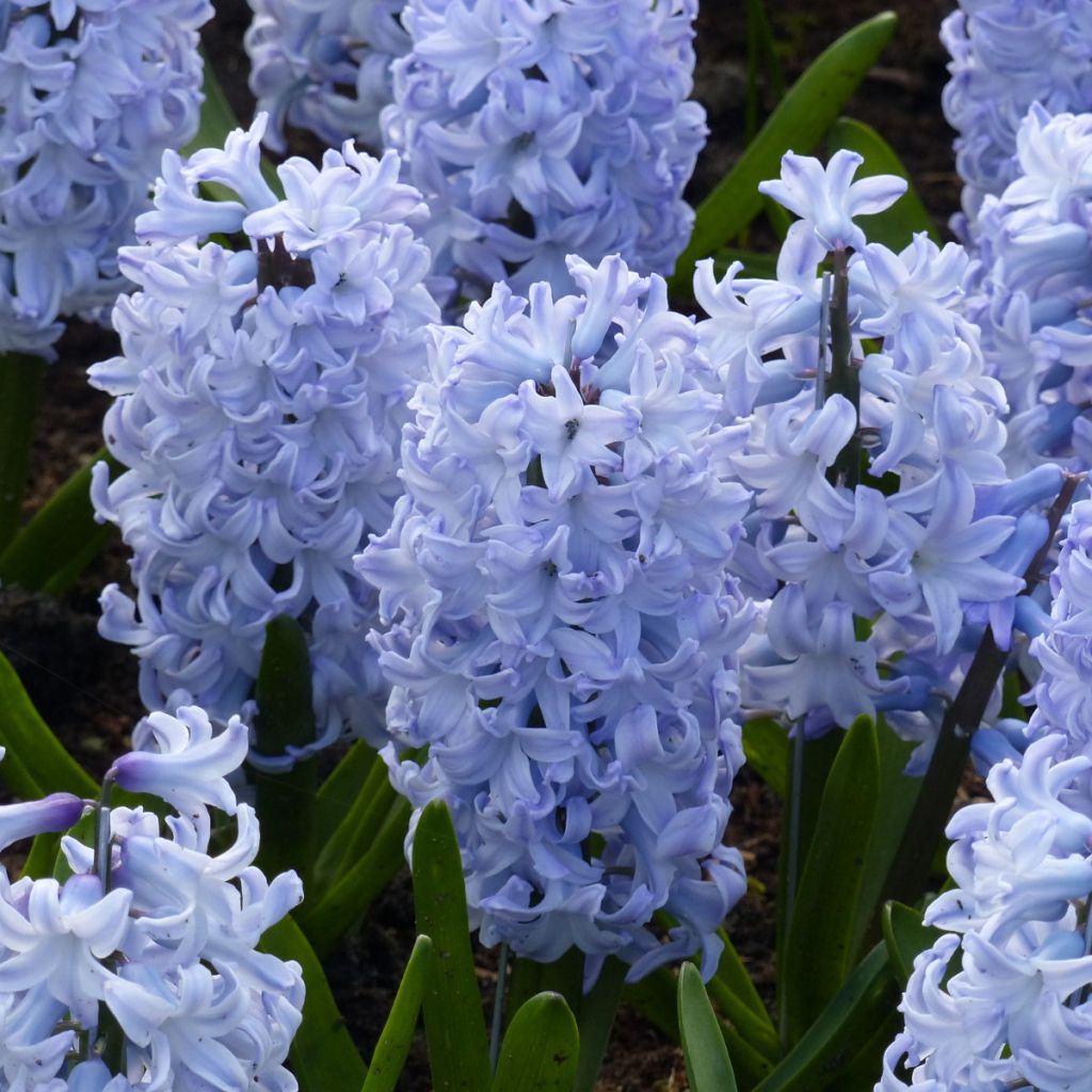 Hyacinthus Blue Eyes - Garden Hyacinth