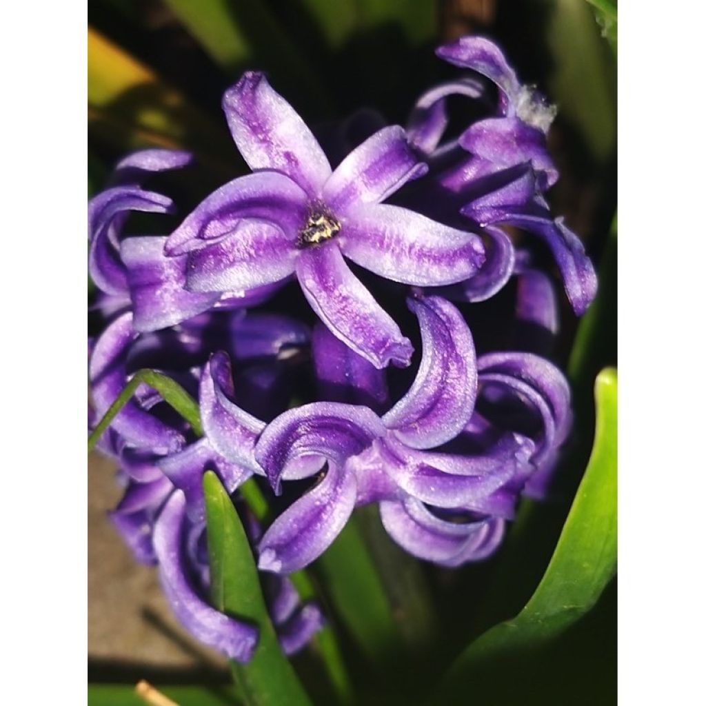 Hyacinthus x orientalis Blue pearl