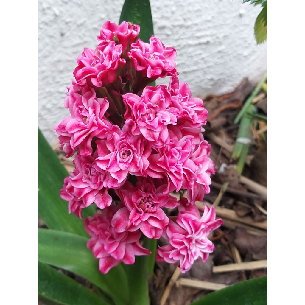 Hyacinthus x orientalis Hollyhock