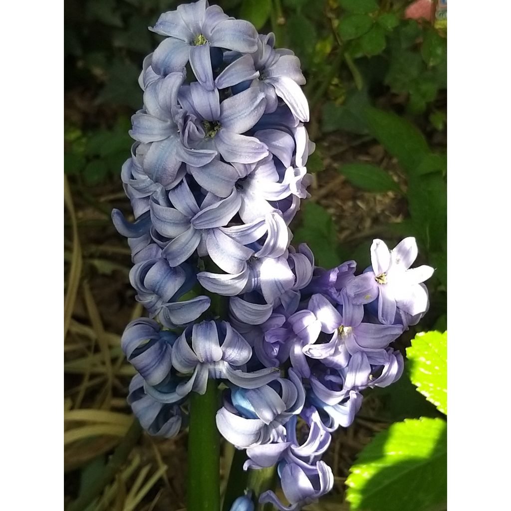 Hyacinthus x orientalis Sky Jacket