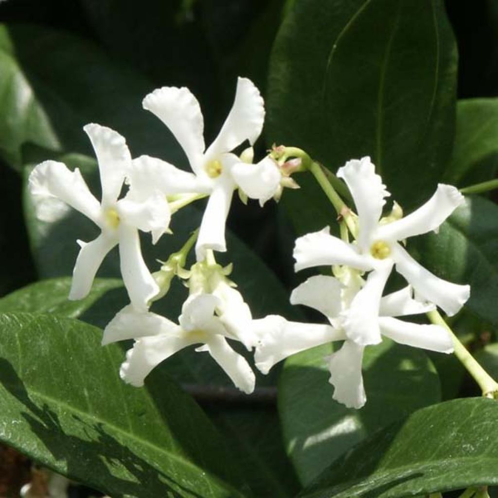 Trachelospermum jasminoides - Star Jasmine